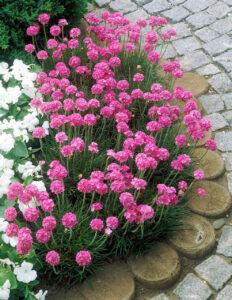 Армерия приморская Armeria maritima "Rosea", средний размер