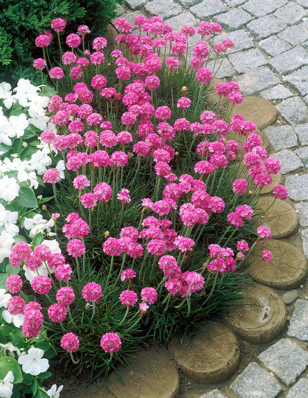 Sea thrift Armeria maritima "Rosea", medium