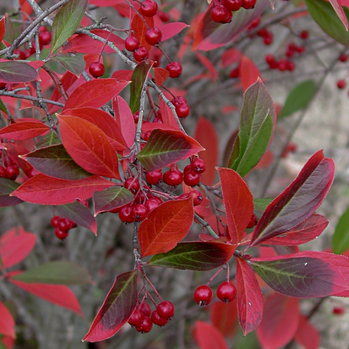 Aronia arbutifolia "Brilliant"