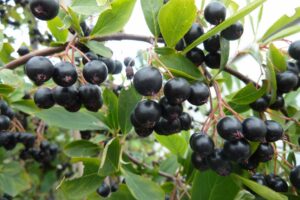 Aronia melanocarpa "Hugin"