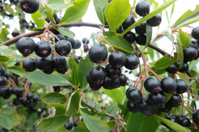 Арония черноплодная "Hugin" (Aronia melanocarpa "Hugin")