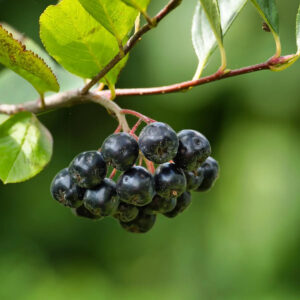 Aronia melanocarpa