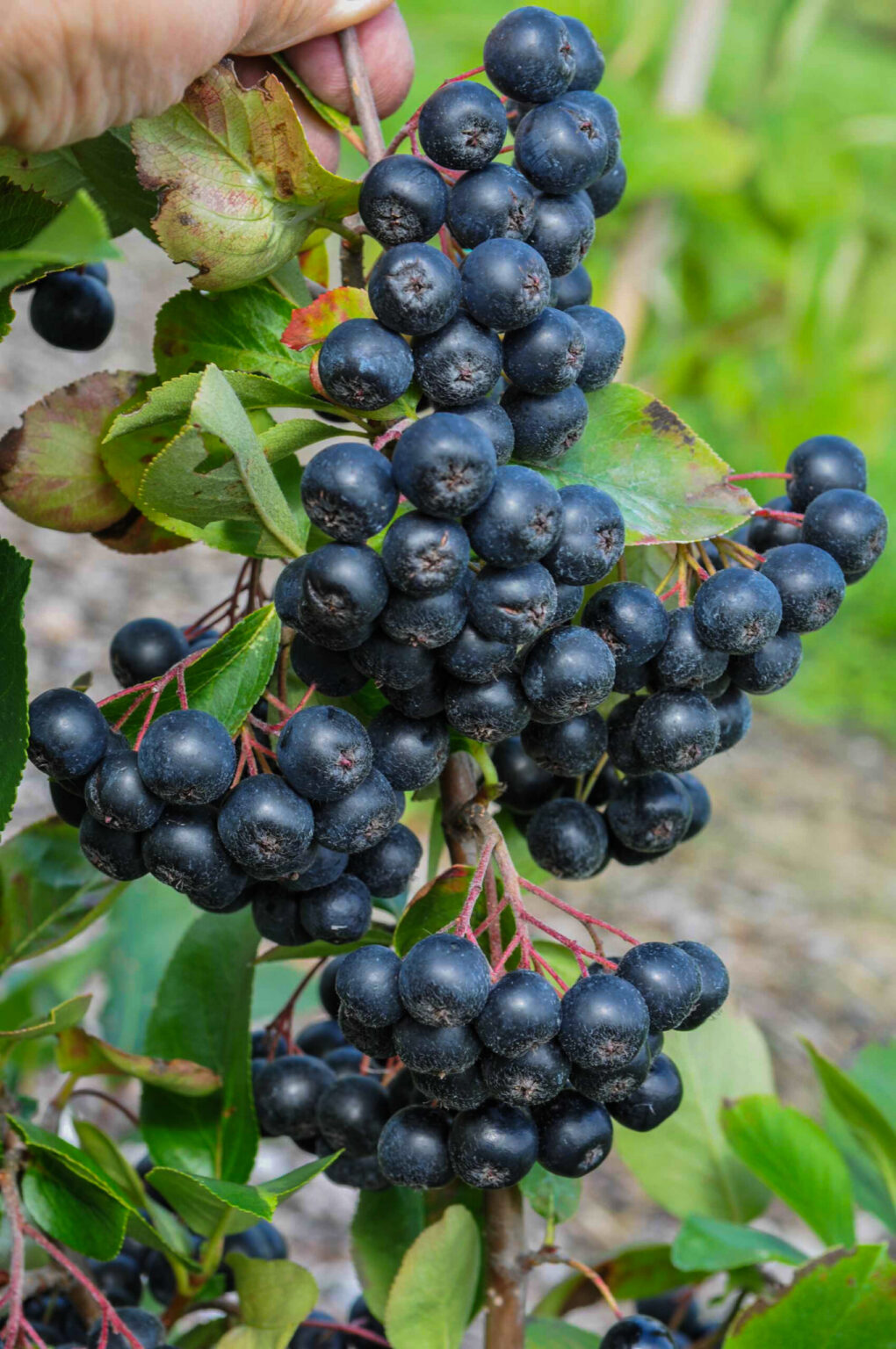 Aronia prunifolia "Nero"