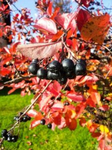Aronia prunifolia "Viking"
