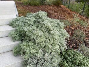 Artemisia arborescens "Powis Castle"