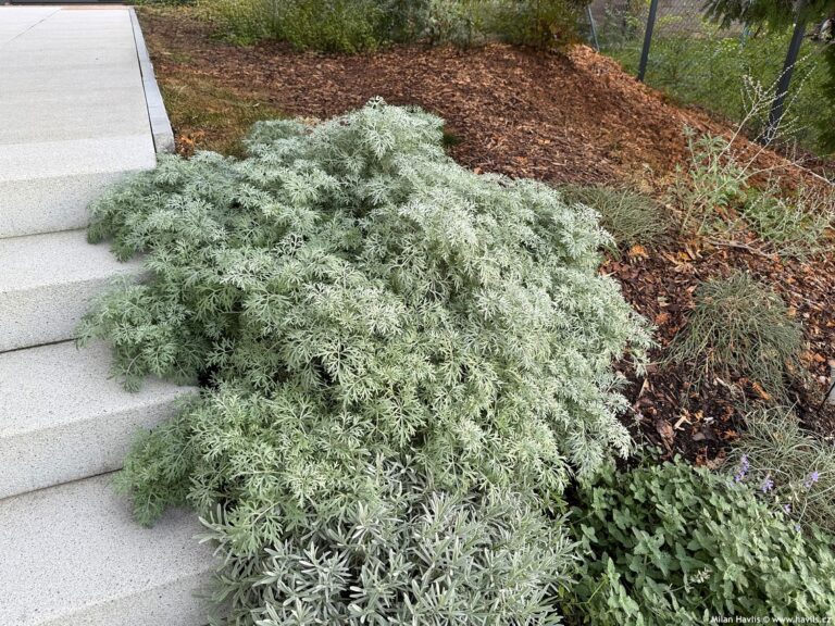 Artemisia arborescens "Powis Castle"