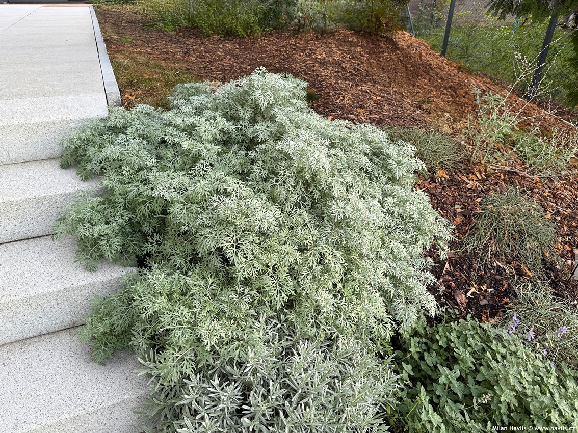 Artemisia arborescens "Powis Castle"