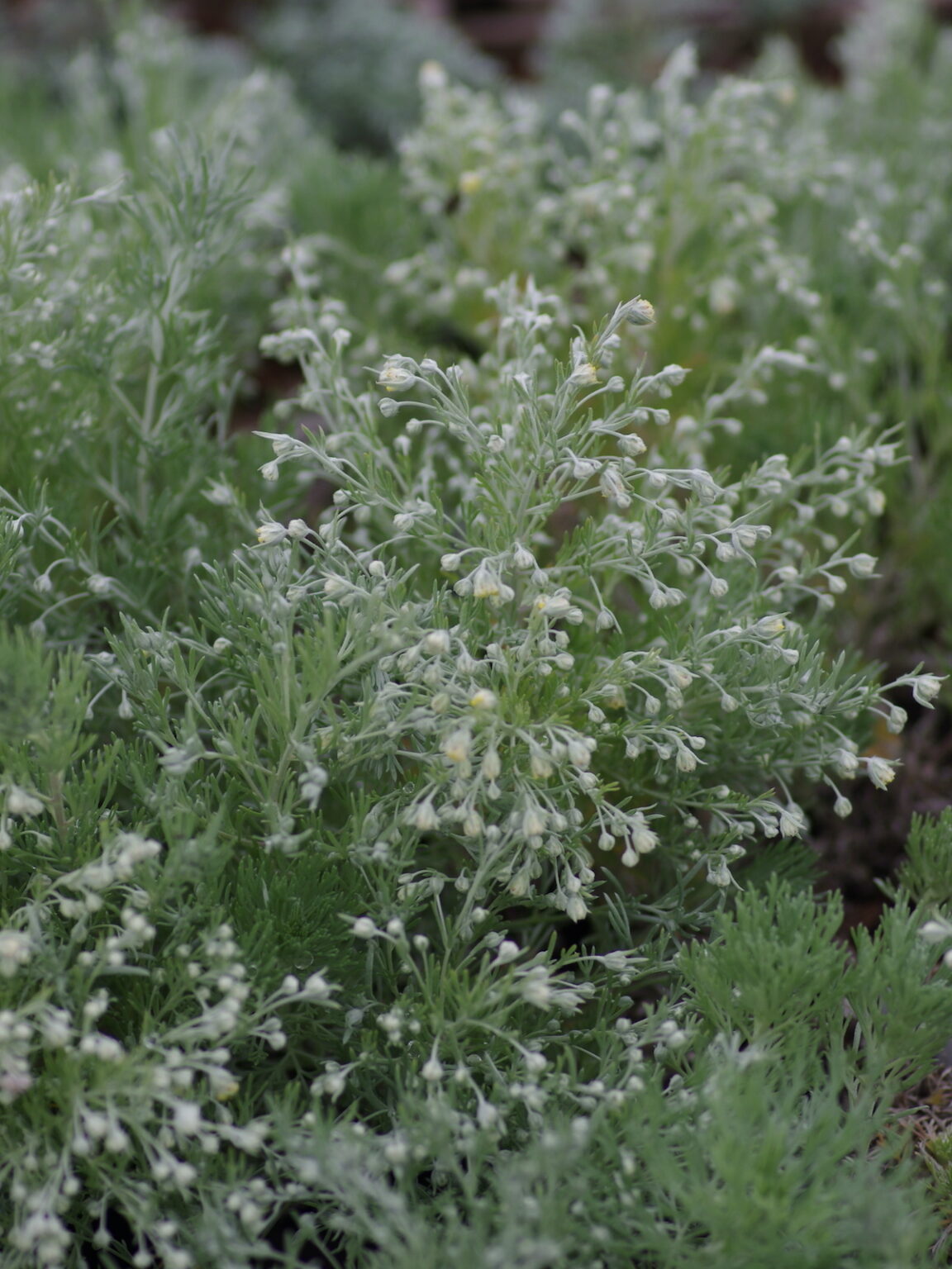 Artemisia schmidtiana "Nana"
