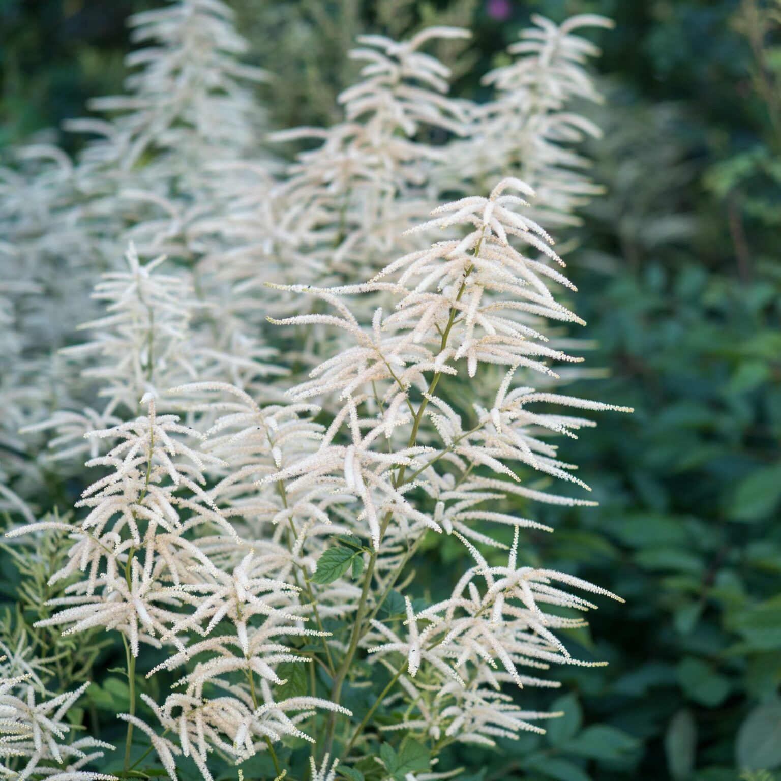 Aruncus dioicus 15 cm