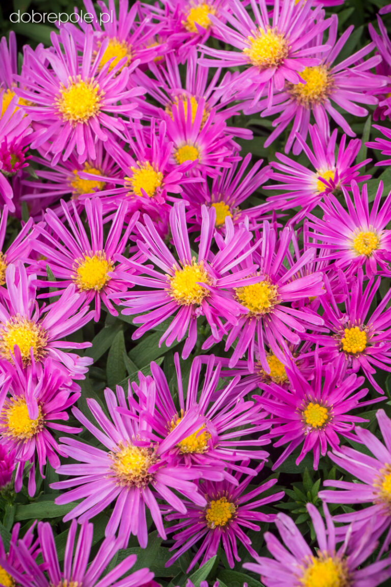 Aster dumosus "Alice Haslam"