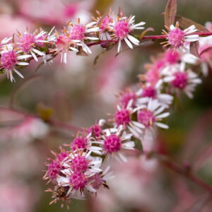 Aster lateriflorus "Lady in Black"