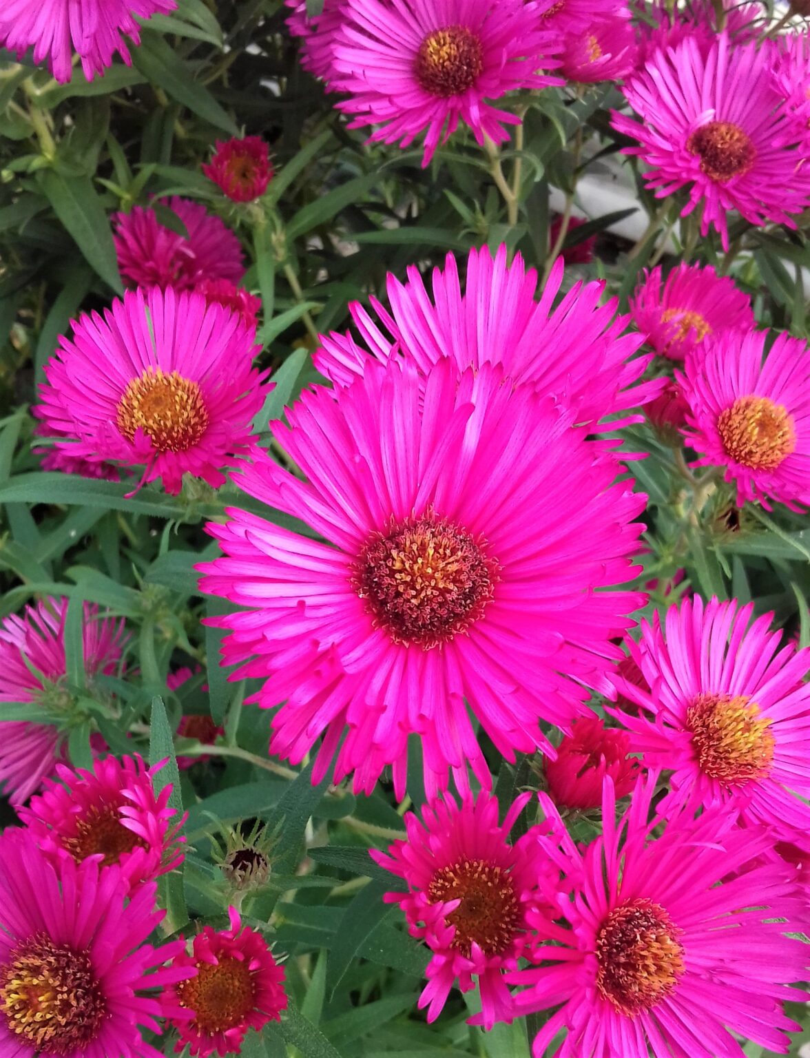 Aster novae angliae "Andenken an Alma Pötschke"
