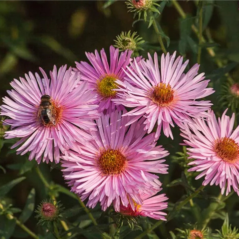Aster novae angliae "Rosa Sieger"