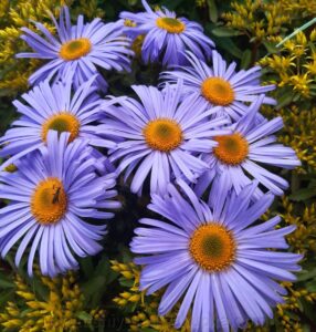 Aster tongolensis "Napsbury"