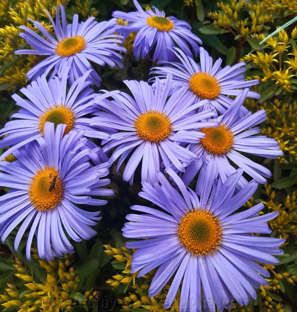 Aster tongolensis "Napsbury"