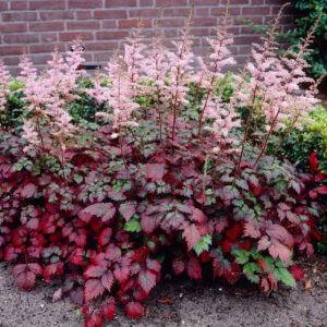 Astilbe Arendsii "Color Flash"