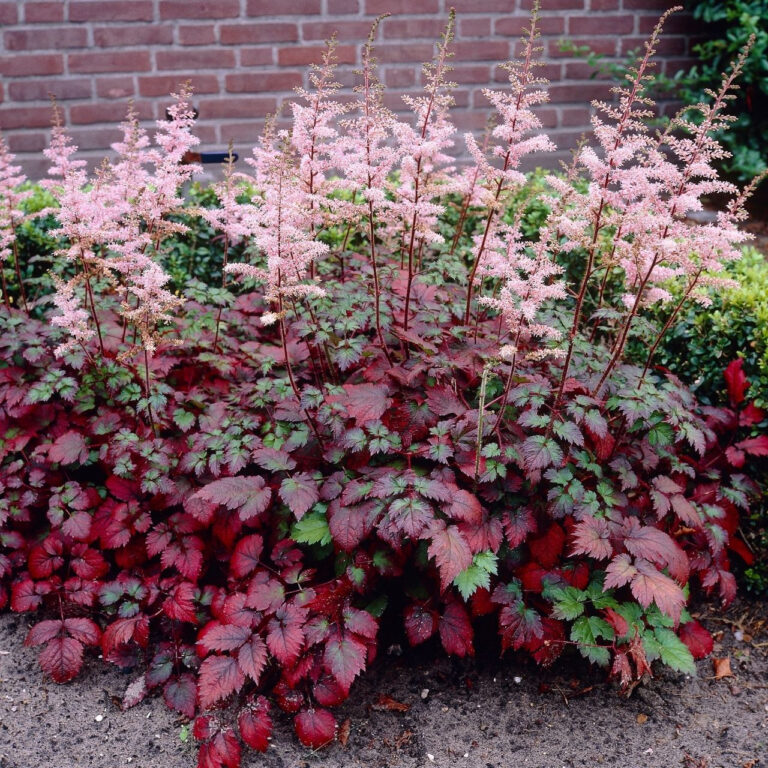 Astilbe Arendsii "Color Flash"