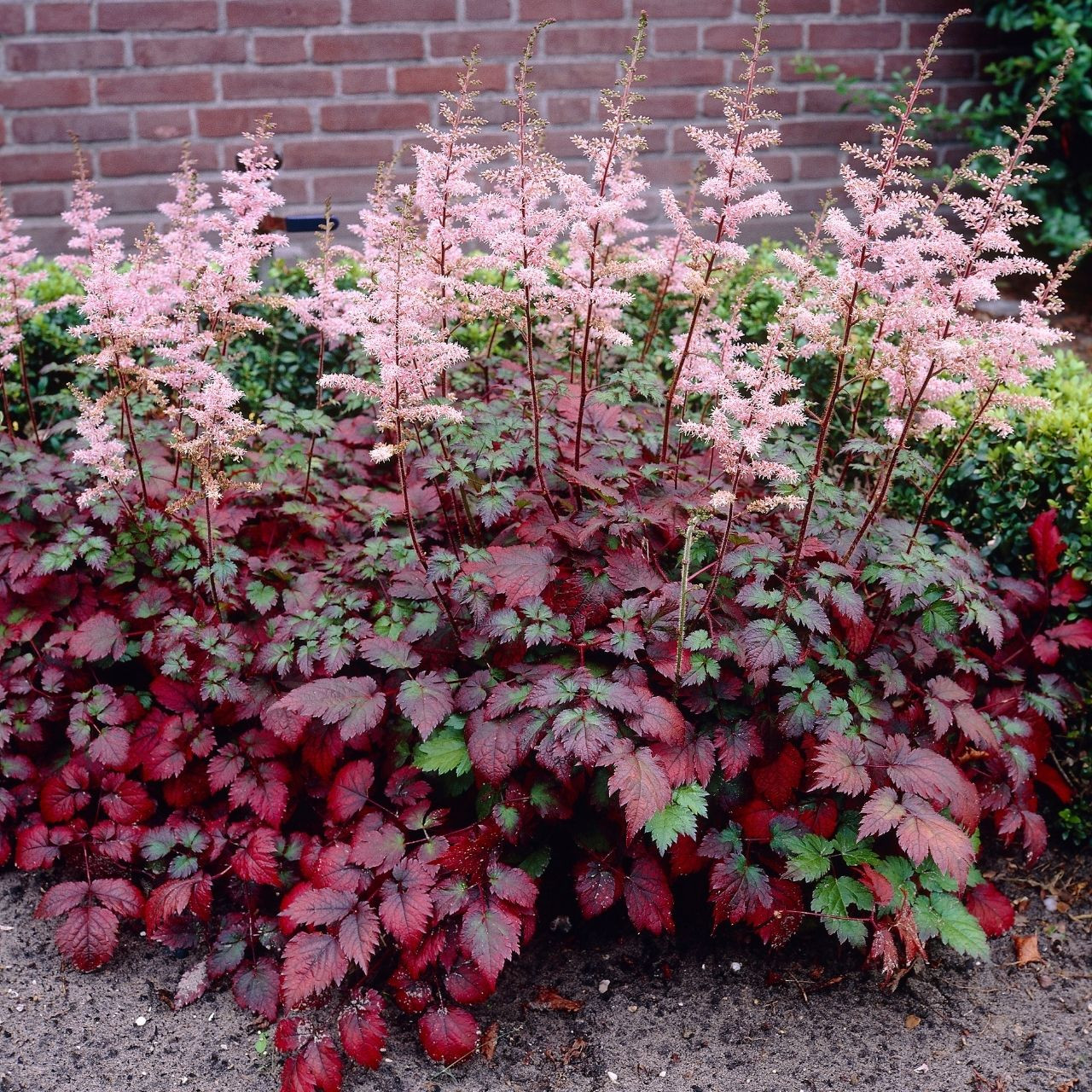 Astilbe Arendsii "Color Flash"