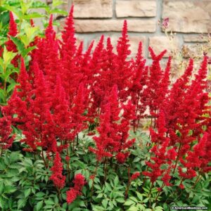 Astilbe japonica "Cardinal"
