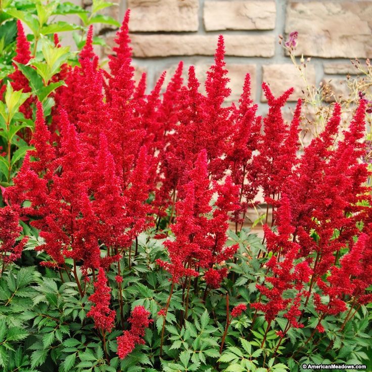 Astilbe japonica "Cardinal"