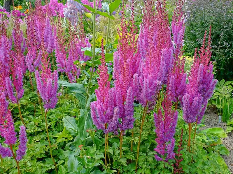 Astilbe chinensis "Purpurkerze"