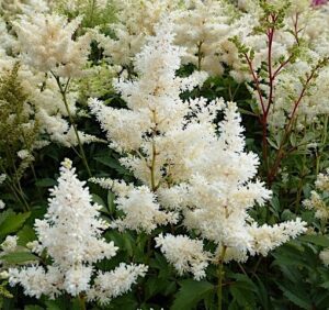 Astilbe × hybrida "Moccachino"