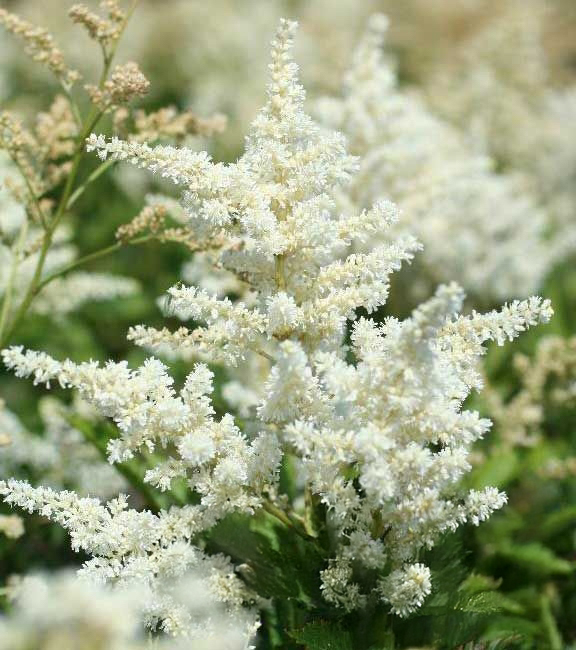 Astilbe japonica "Avalanche"