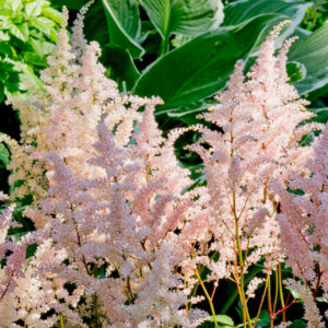 Astilbe japonica "Peach Blossom"