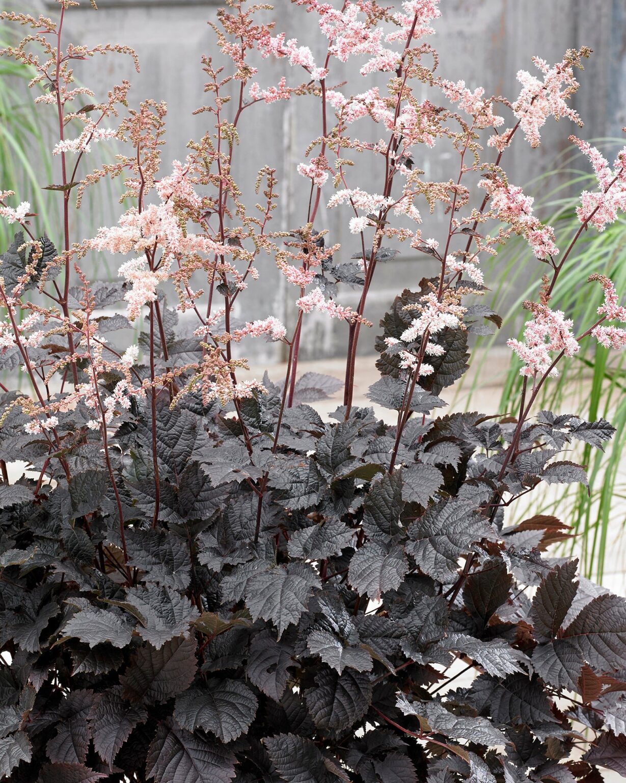 Astilbe thunbergii "Chocolate Shogun"