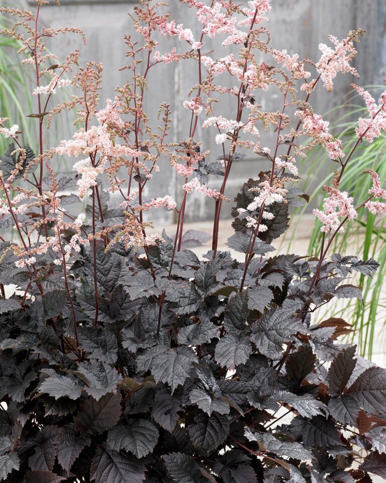 Astilbe thunbergii "Chocolate Shogun"