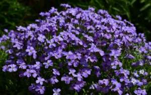 Aubrieta "Cascade Blue"