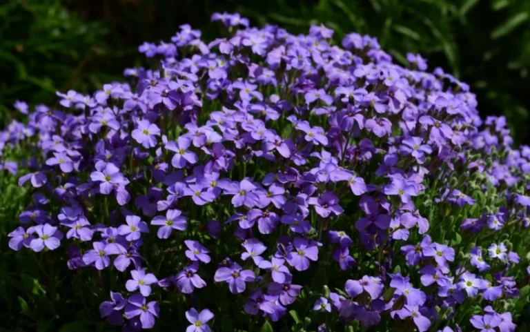 Aubrieta "Cascade Blue"
