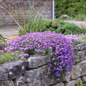 Aubrieta "Cascade Purple"