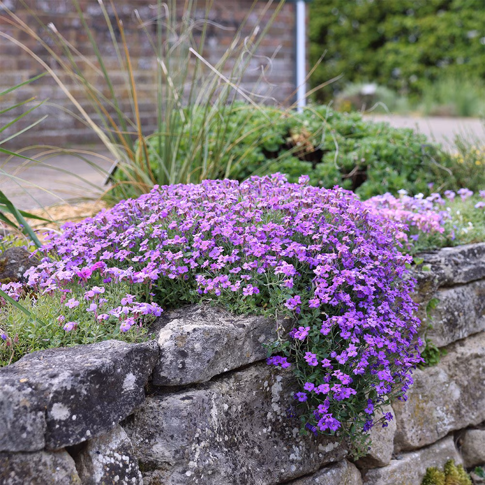 Aubrieta "Cascade Purple"