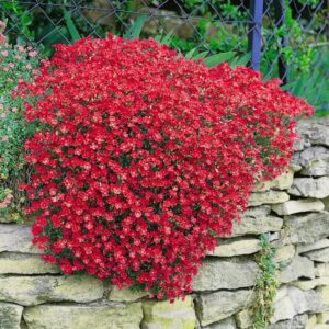 Aubrieta "Cascade Red"