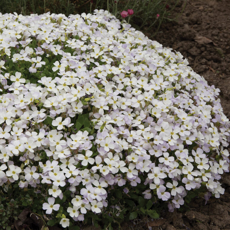 Aubrieta "Regado White"
