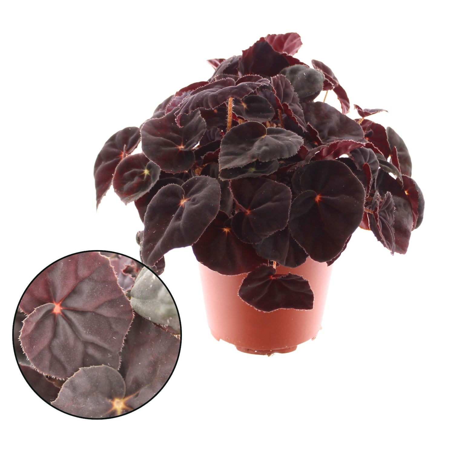 Rex begonia (Begonia rex) "Conga"