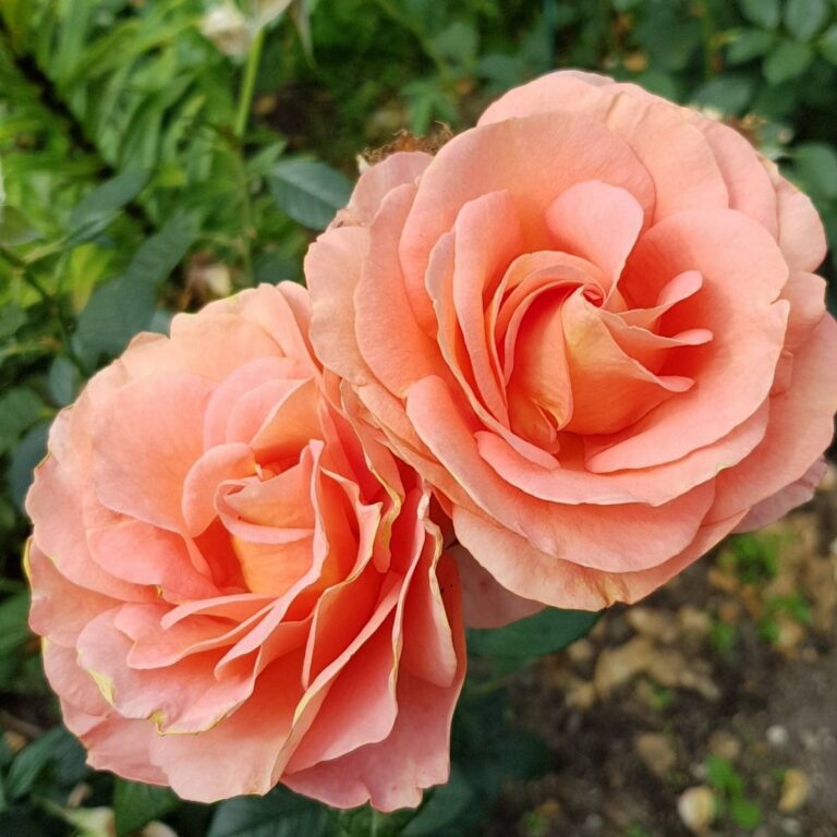 Rosa "Bengali"