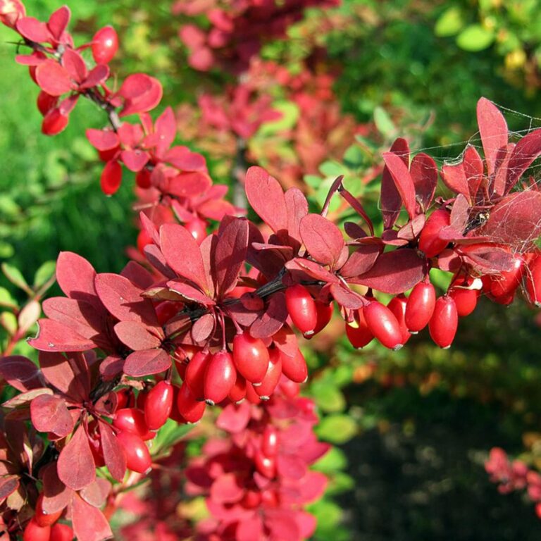 Berberis thunbergii "Bagatelle"