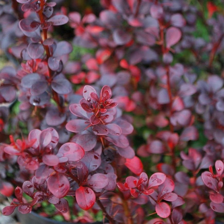 Berberis thunbergii "Dart's Red Lady"