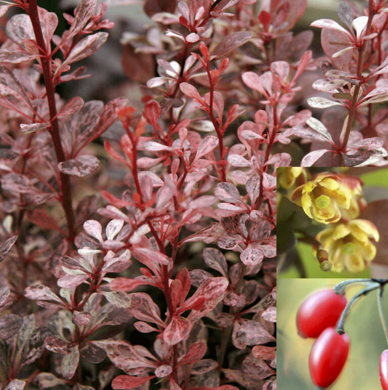 Berberis thunbergii "Harlequin"