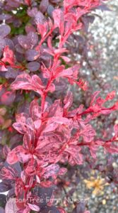 Berberis thunbergii "Rose Glow"