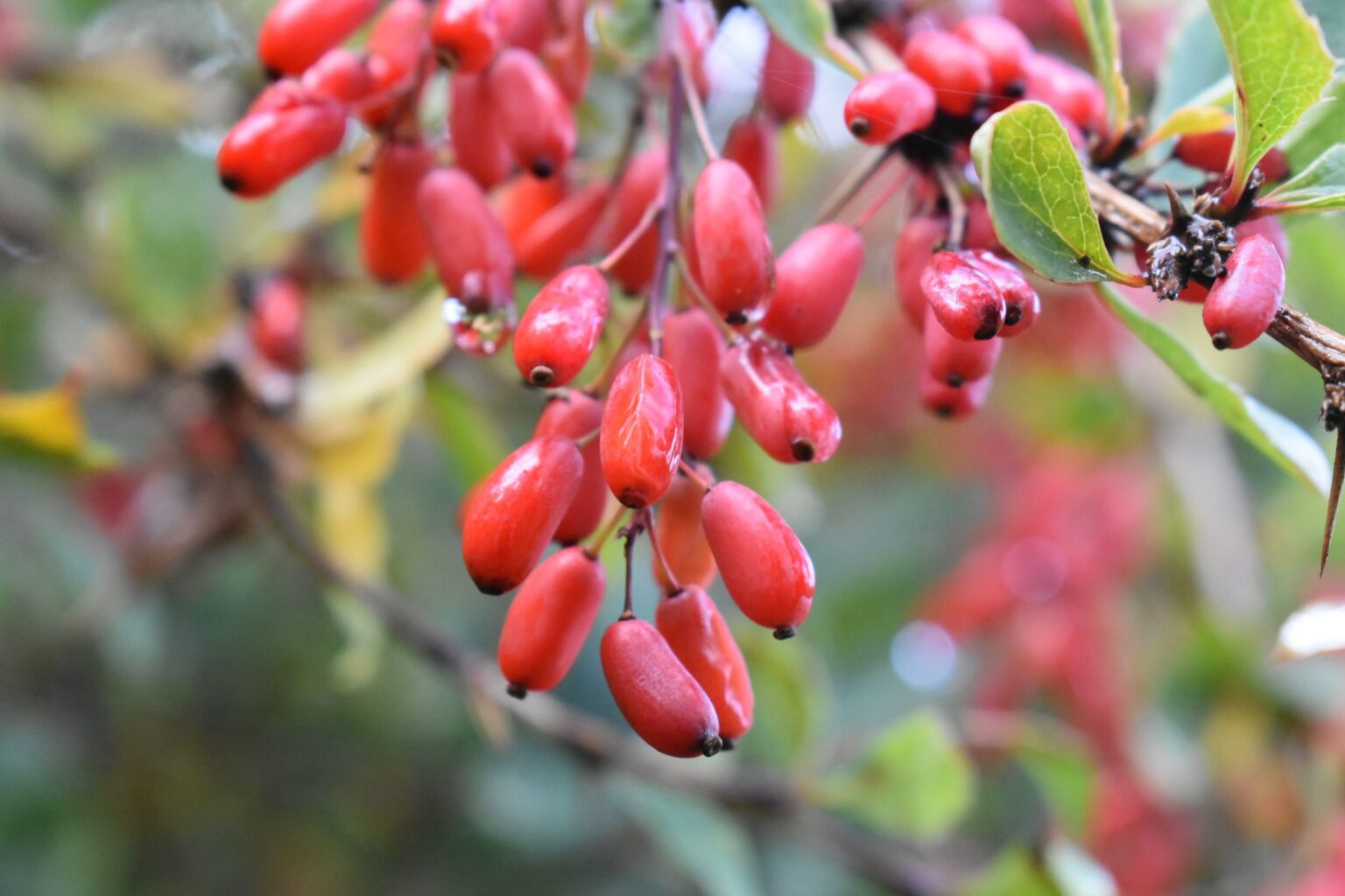 Berberis vulgaris