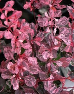 Berberis thunbergii "Pink Attraction"