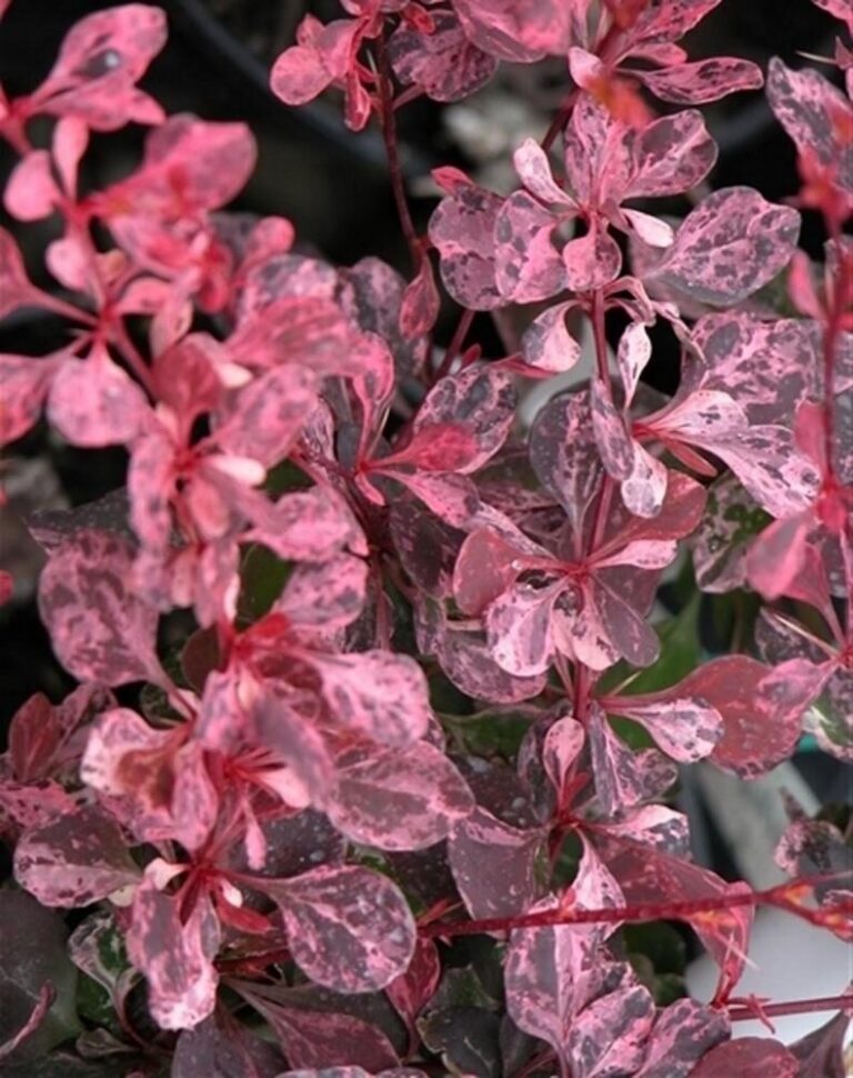 Berberis thunbergii "Pink Attraction"
