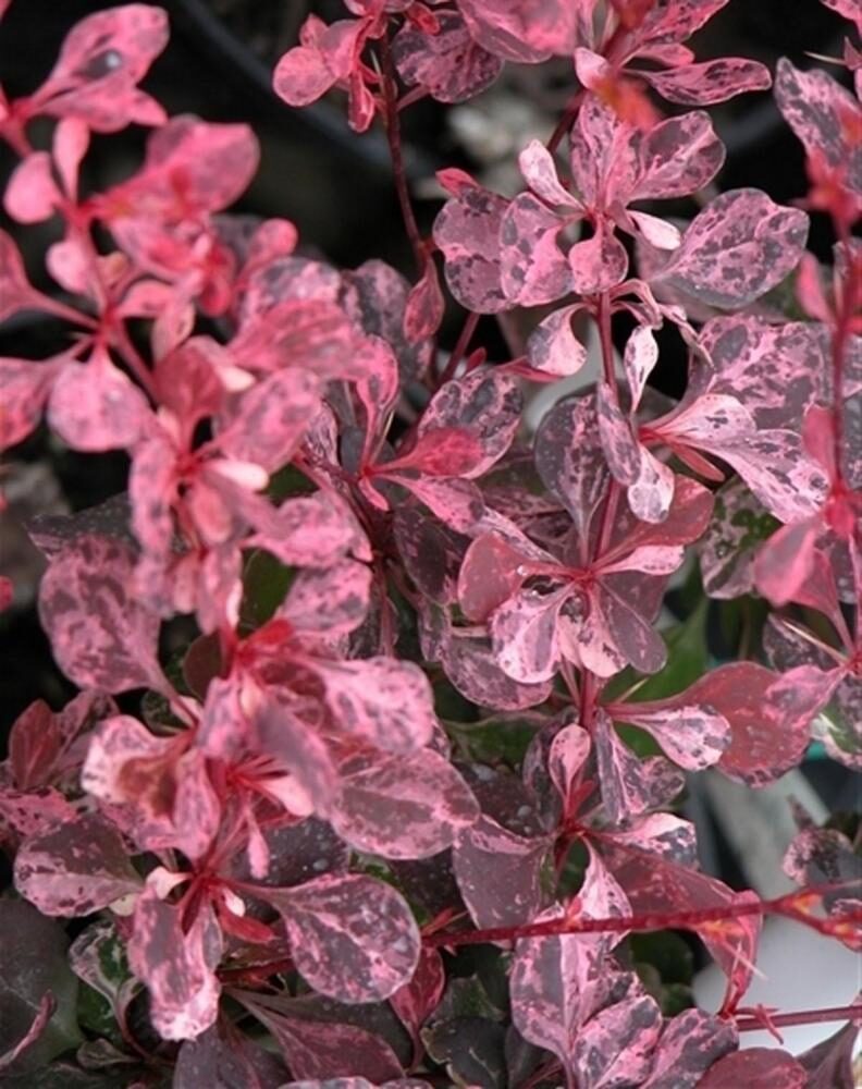 Berberis thunbergii "Pink Attraction"