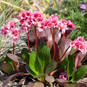Bergenia cordifolia "Baby Doll"