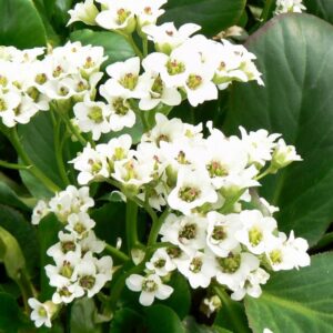 Bergenia cordifolia "Bressingham White"
