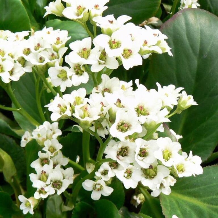 Bergenia cordifolia "Bressingham White"