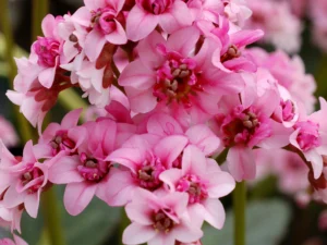 Bergenia cordifolia "Dragonfly Sakura"